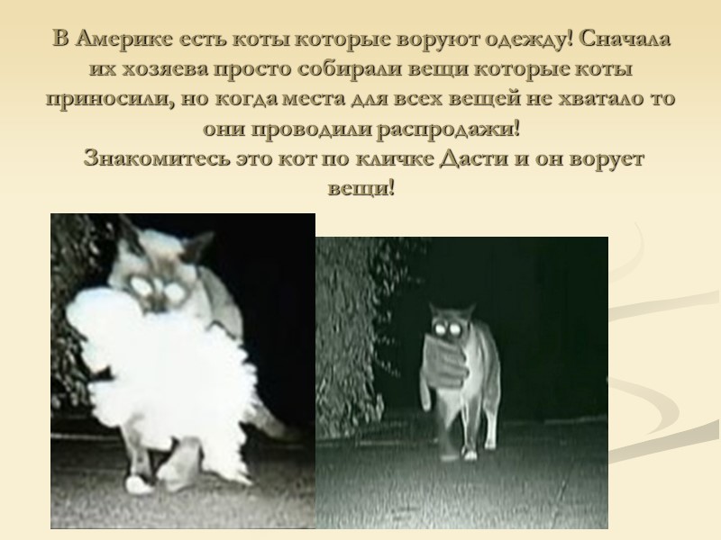 В Америке есть коты которые воруют одежду! Сначала их хозяева просто собирали вещи которые В Америке есть коты которые воруют одежду! Сначала их хозяева просто собирали вещи которые